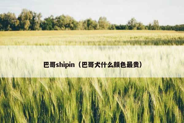 巴哥shipin（巴哥犬什么颜色最贵）