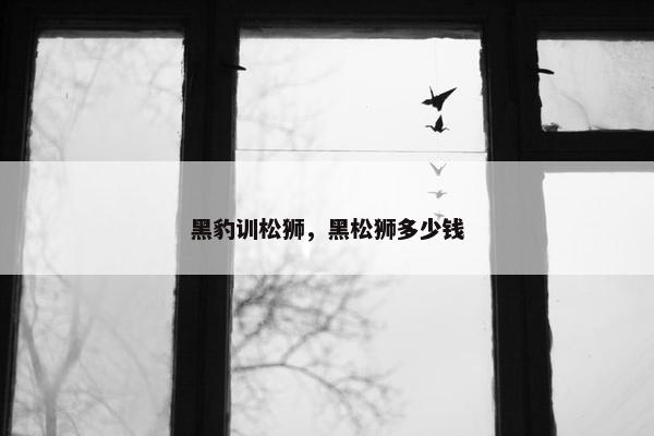 黑豹训松狮，黑松狮多少钱