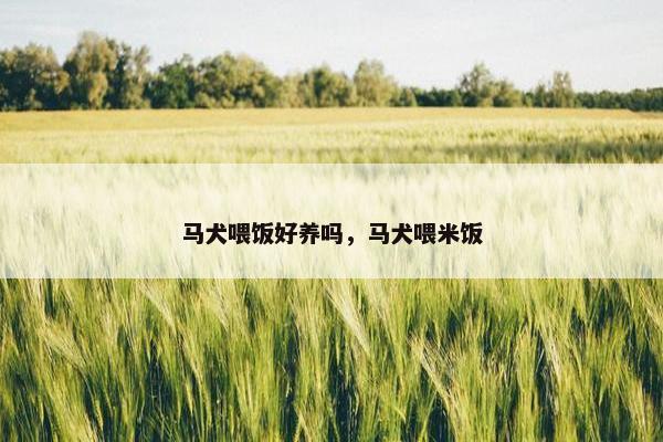 马犬喂饭好养吗，马犬喂米饭