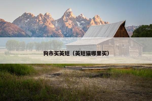 狗市买英短（英短猫哪里买）