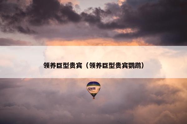 领养巨型贵宾（领养巨型贵宾鹦鹉）