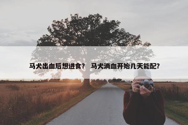 马犬出血后想进食？ 马犬淌血开始几天能配？