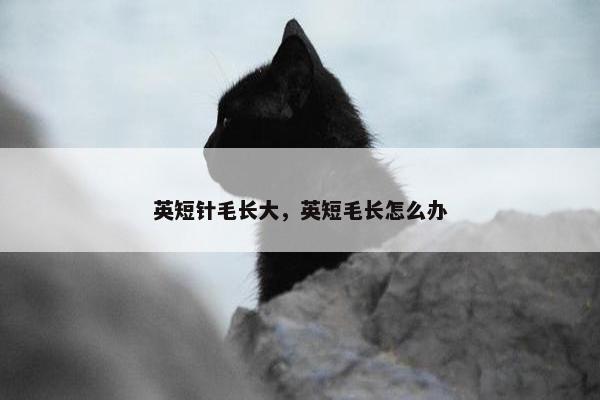 英短针毛长大，英短毛长怎么办