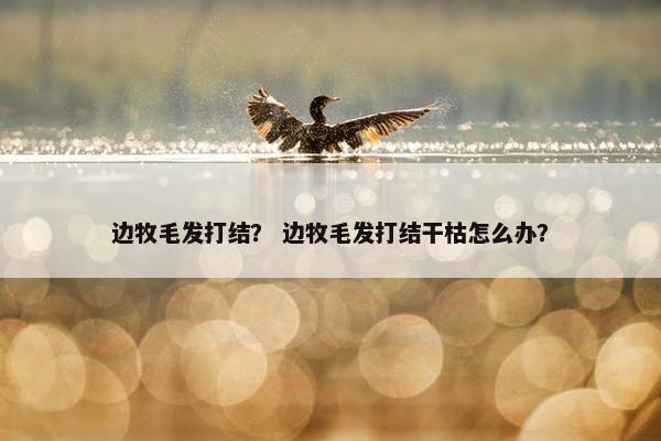边牧毛发打结？ 边牧毛发打结干枯怎么办？
