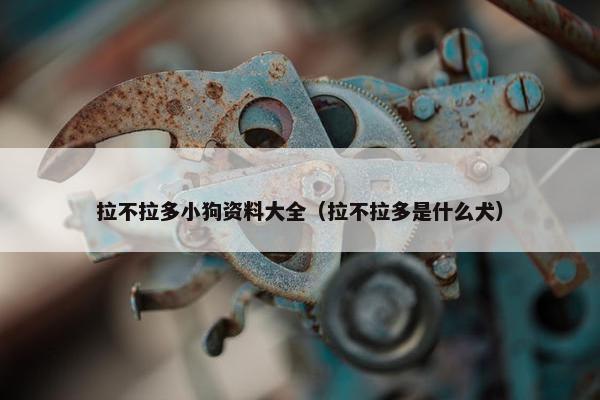 拉不拉多小狗资料大全（拉不拉多是什么犬）