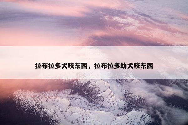 拉布拉多犬咬东西，拉布拉多幼犬咬东西