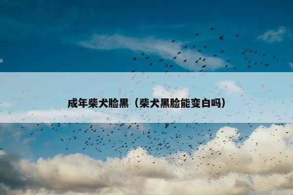 成年柴犬脸黑（柴犬黑脸能变白吗）