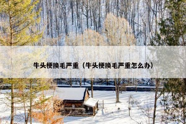 牛头梗换毛严重（牛头梗换毛严重怎么办）