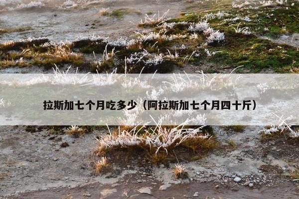 拉斯加七个月吃多少（阿拉斯加七个月四十斤）