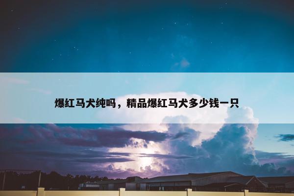 爆红马犬纯吗，精品爆红马犬多少钱一只