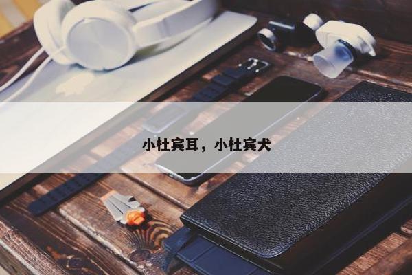 小杜宾耳，小杜宾犬