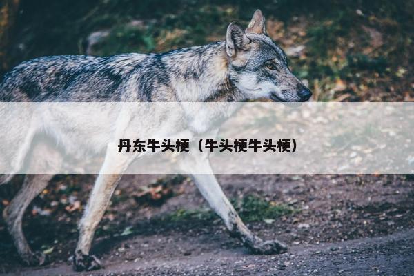 丹东牛头梗（牛头梗牛头梗）
