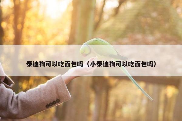 泰迪狗可以吃面包吗（小泰迪狗可以吃面包吗）