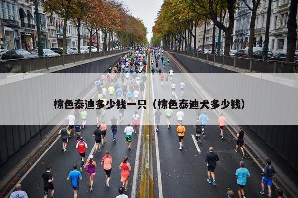 棕色泰迪多少钱一只（棕色泰迪犬多少钱）