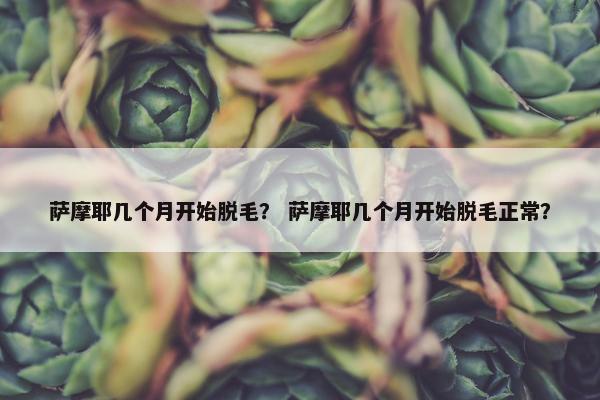 萨摩耶几个月开始脱毛？ 萨摩耶几个月开始脱毛正常？
