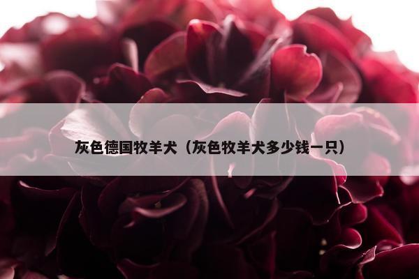 灰色德国牧羊犬（灰色牧羊犬多少钱一只）