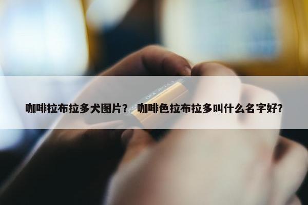 咖啡拉布拉多犬图片？ 咖啡色拉布拉多叫什么名字好？