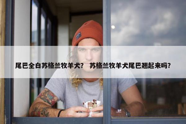 尾巴全白苏格兰牧羊犬？ 苏格兰牧羊犬尾巴翘起来吗？