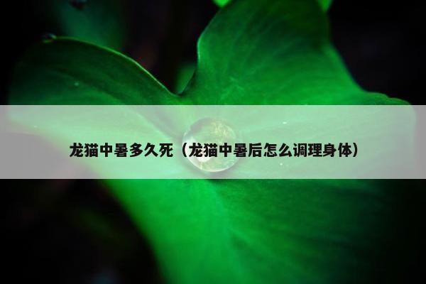 龙猫中暑多久死（龙猫中暑后怎么调理身体）