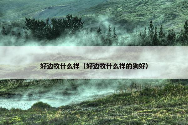 好边牧什么样（好边牧什么样的狗好）