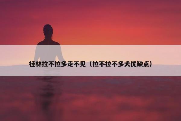 桂林拉不拉多走不见（拉不拉不多犬优缺点）