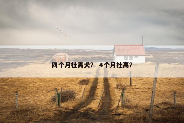 四个月杜高犬？ 4个月杜高？