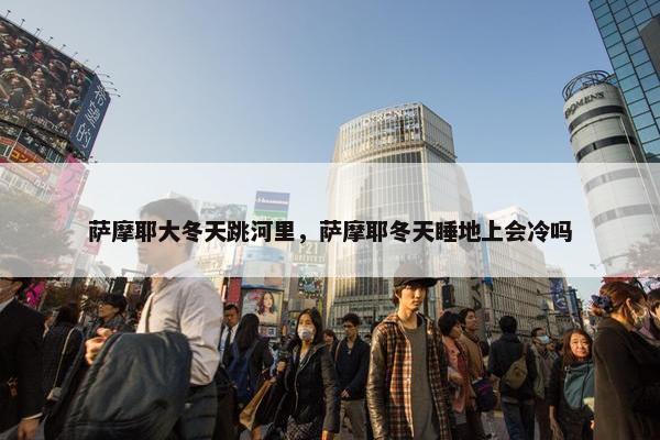 萨摩耶大冬天跳河里，萨摩耶冬天睡地上会冷吗