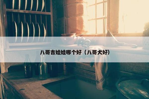 八哥吉娃娃哪个好（八哥犬好）