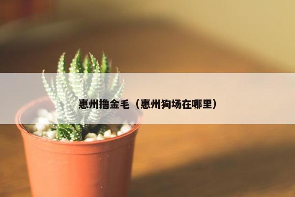 惠州撸金毛（惠州狗场在哪里）