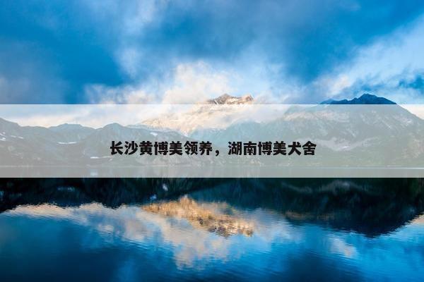 长沙黄博美领养，湖南博美犬舍