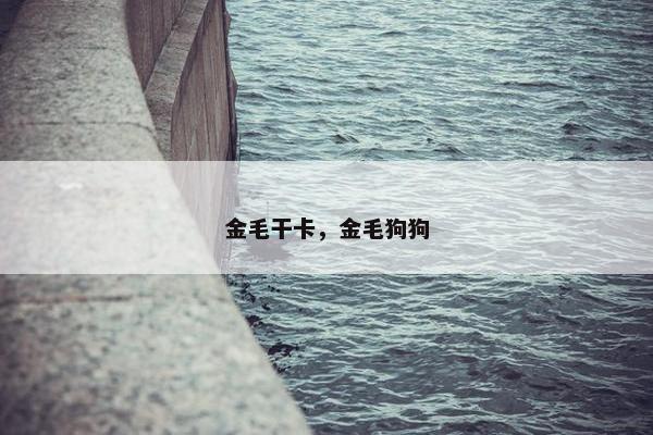 金毛干卡，金毛狗狗