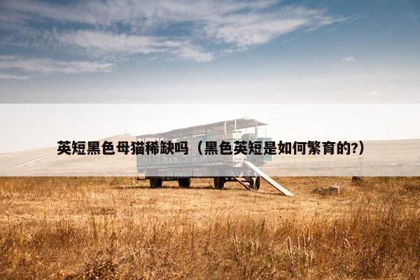 英短黑色母猫稀缺吗（黑色英短是如何繁育的?）