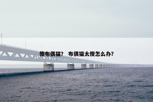傻布偶猫？ 布偶猫太傻怎么办？