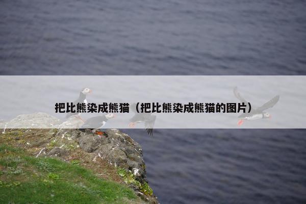 把比熊染成熊猫（把比熊染成熊猫的图片）