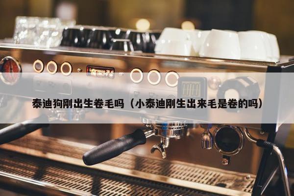 泰迪狗刚出生卷毛吗（小泰迪刚生出来毛是卷的吗）