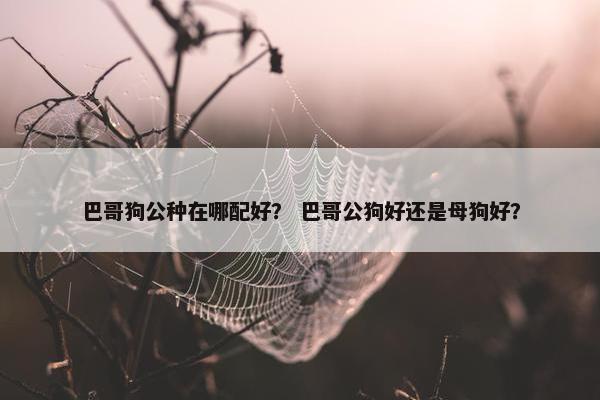 巴哥狗公种在哪配好？ 巴哥公狗好还是母狗好？