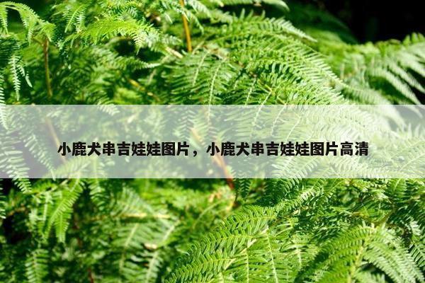 小鹿犬串吉娃娃图片，小鹿犬串吉娃娃图片高清