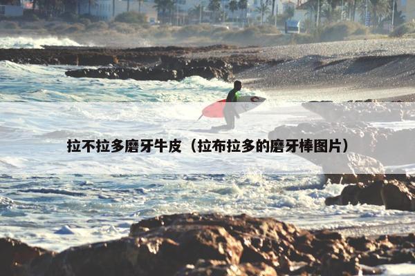 拉不拉多磨牙牛皮（拉布拉多的磨牙棒图片）