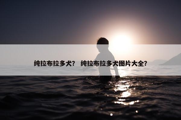 纯拉布拉多犬？ 纯拉布拉多犬图片大全？