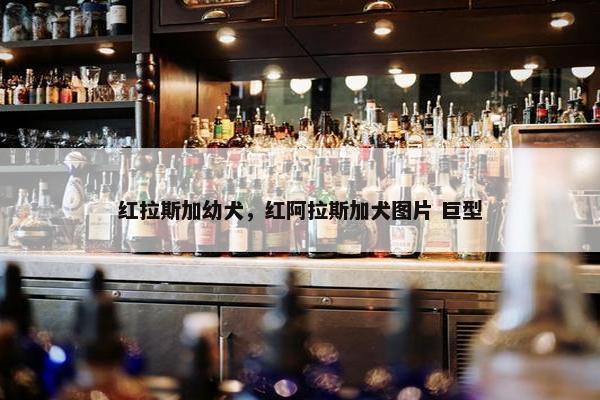 红拉斯加幼犬，红阿拉斯加犬图片 巨型