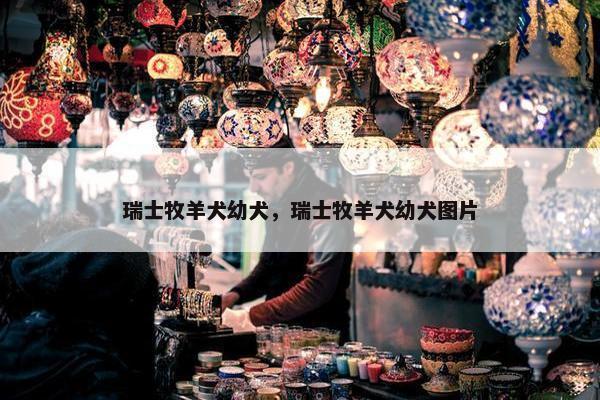 瑞士牧羊犬幼犬，瑞士牧羊犬幼犬图片