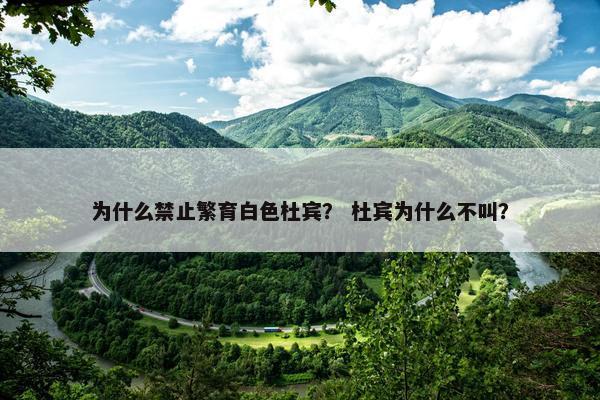 为什么禁止繁育白色杜宾？ 杜宾为什么不叫？