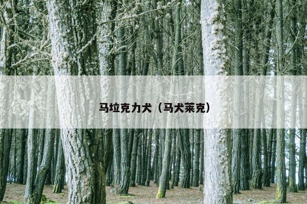马垃克力犬（马犬莱克）