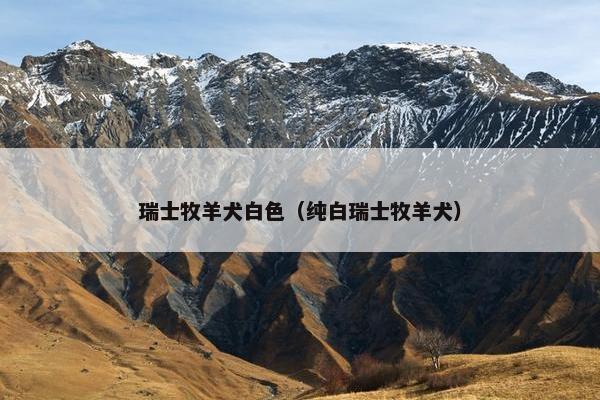 瑞士牧羊犬白色（纯白瑞士牧羊犬）