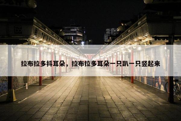 拉布拉多抖耳朵，拉布拉多耳朵一只趴一只竖起来