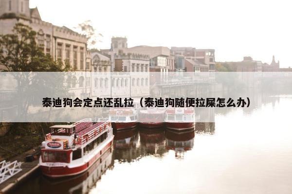 泰迪狗会定点还乱拉（泰迪狗随便拉屎怎么办）