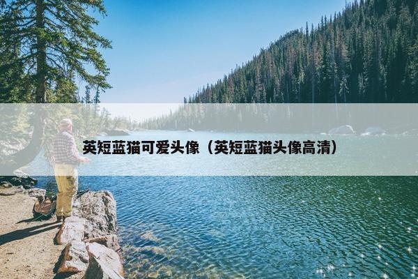 英短蓝猫可爱头像（英短蓝猫头像高清）