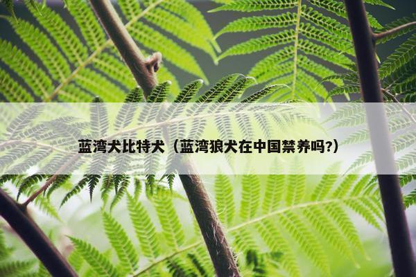 蓝湾犬比特犬（蓝湾狼犬在中国禁养吗?）