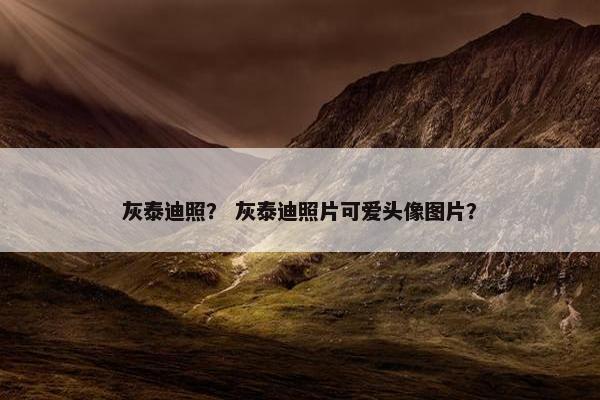灰泰迪照？ 灰泰迪照片可爱头像图片？