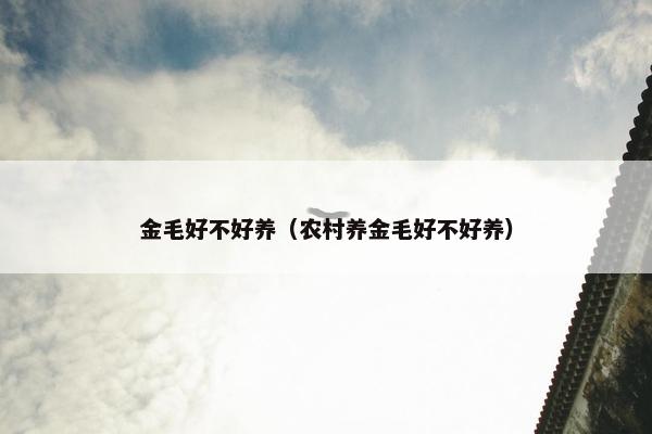 金毛好不好养（农村养金毛好不好养）